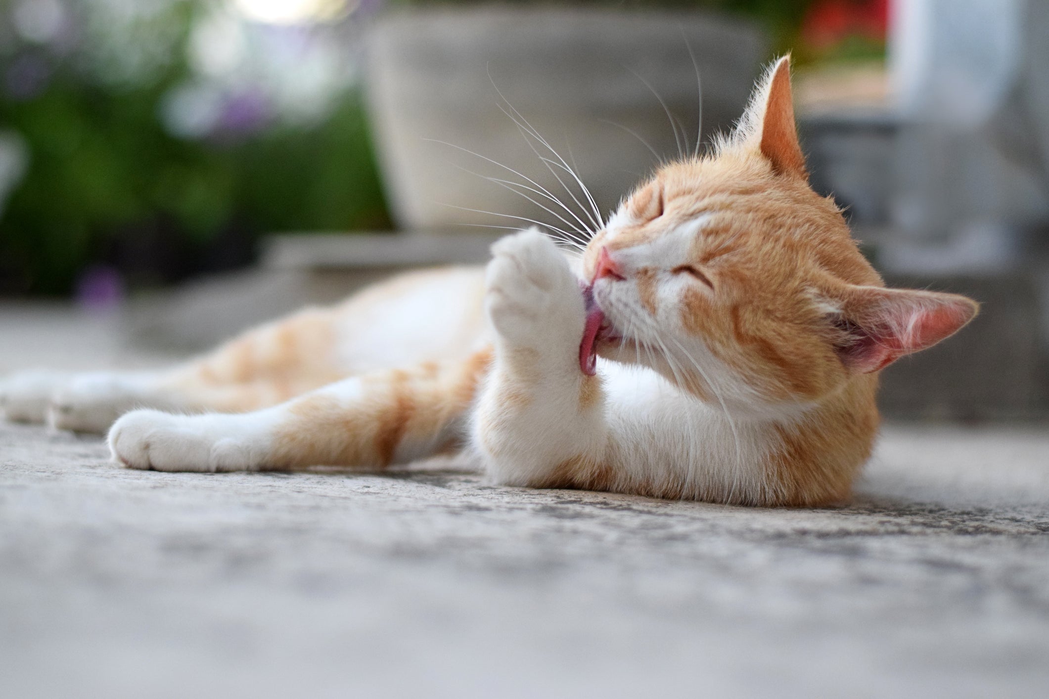 O gato com calor tende a se lamber com mais frequência