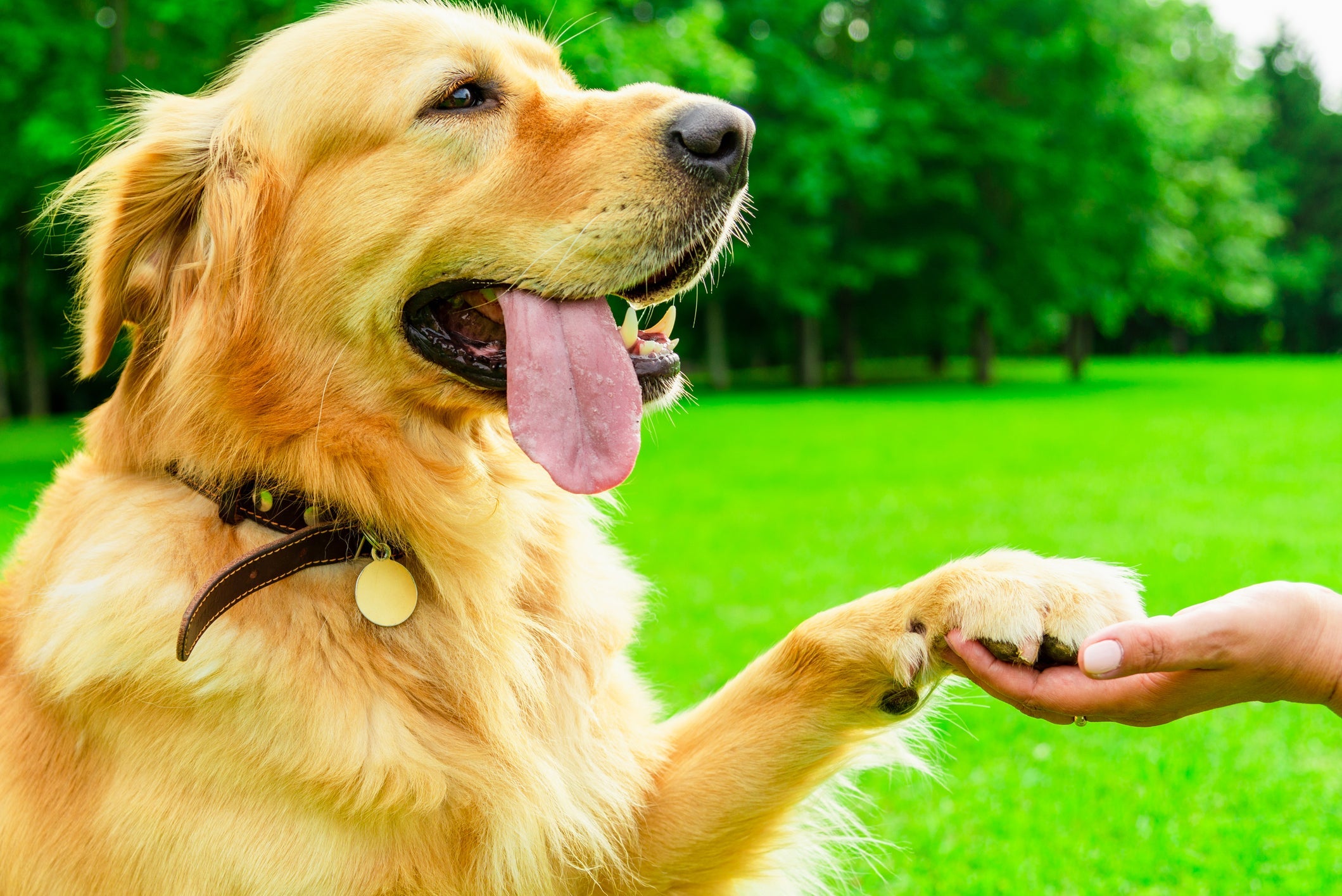Além de inteligente, o Golden Retriever é um cachorro dócil e leal
