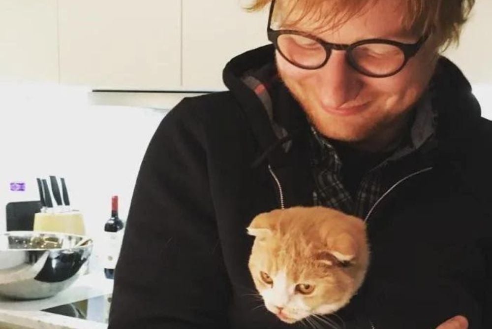 Quando pensamos em gatos dos famosos, os de Ed Sheeran sempre estão na lista! 