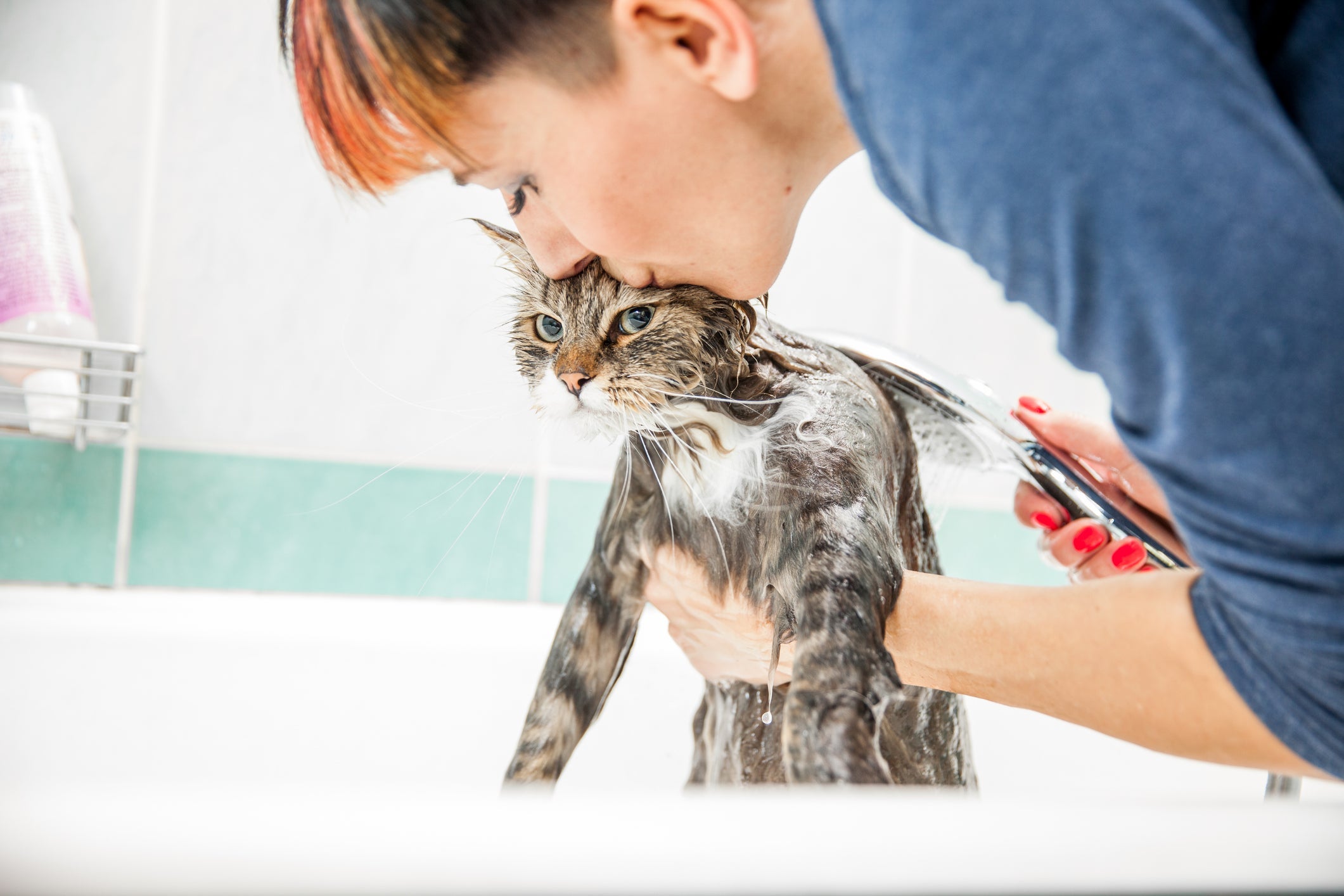 O shampoo antipulgas para gatos pode acabar com pequenas infestações de parasitas