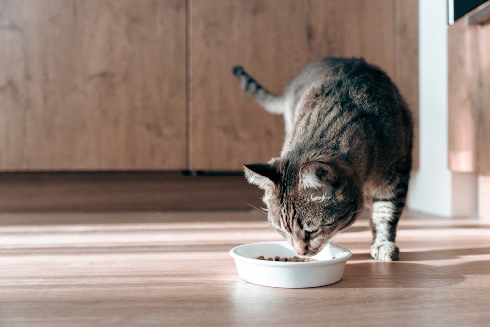 Espalhar porções de ração pela casa e usar brinquedos interativos ajudam a enriquecer a alimentação do gato