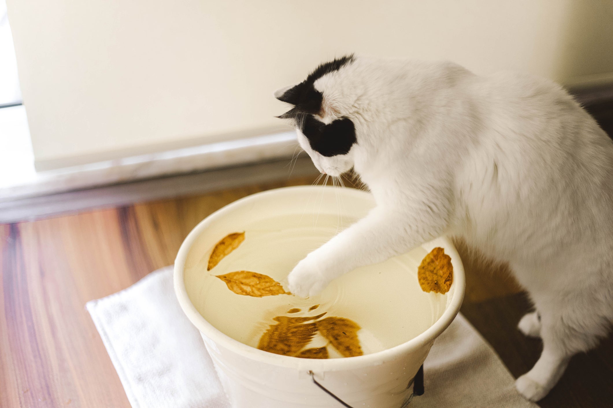 Gatos sentem calor e bacias cheias de água podem ajudar a refrescar o bichano 