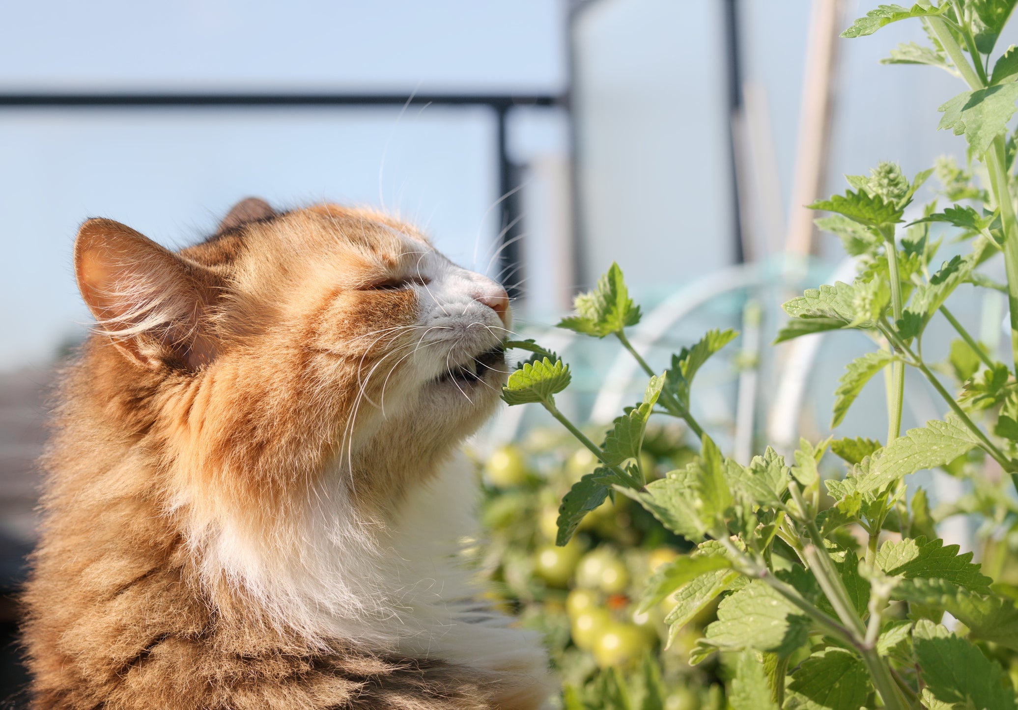 Enriquecimento ambiental: catnip deixa o gato mais ativo e estimula os sentidos do animal