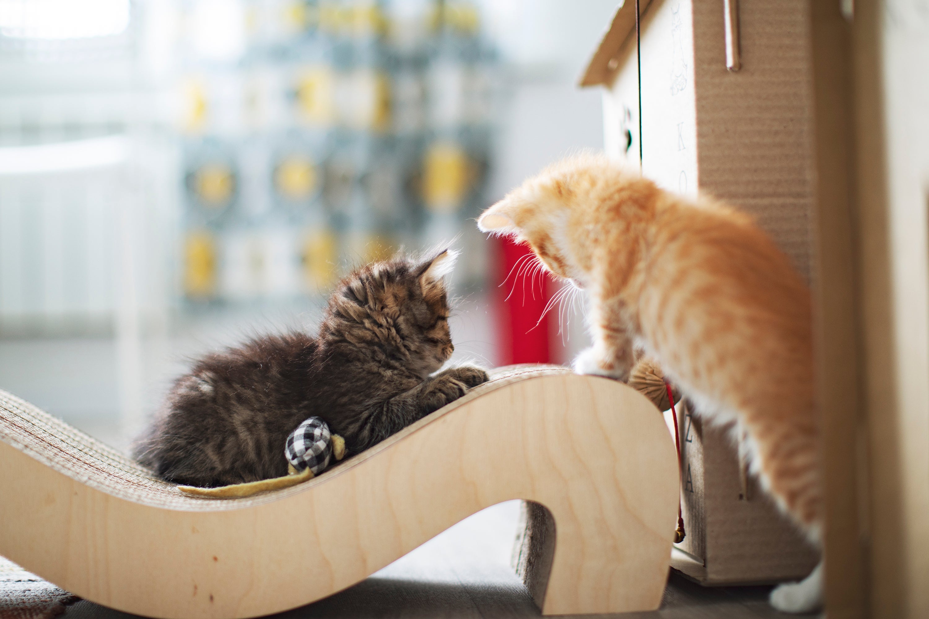 O enriquecimento ambiental para gatos mantém os bichanos entretidos e longe do estresse