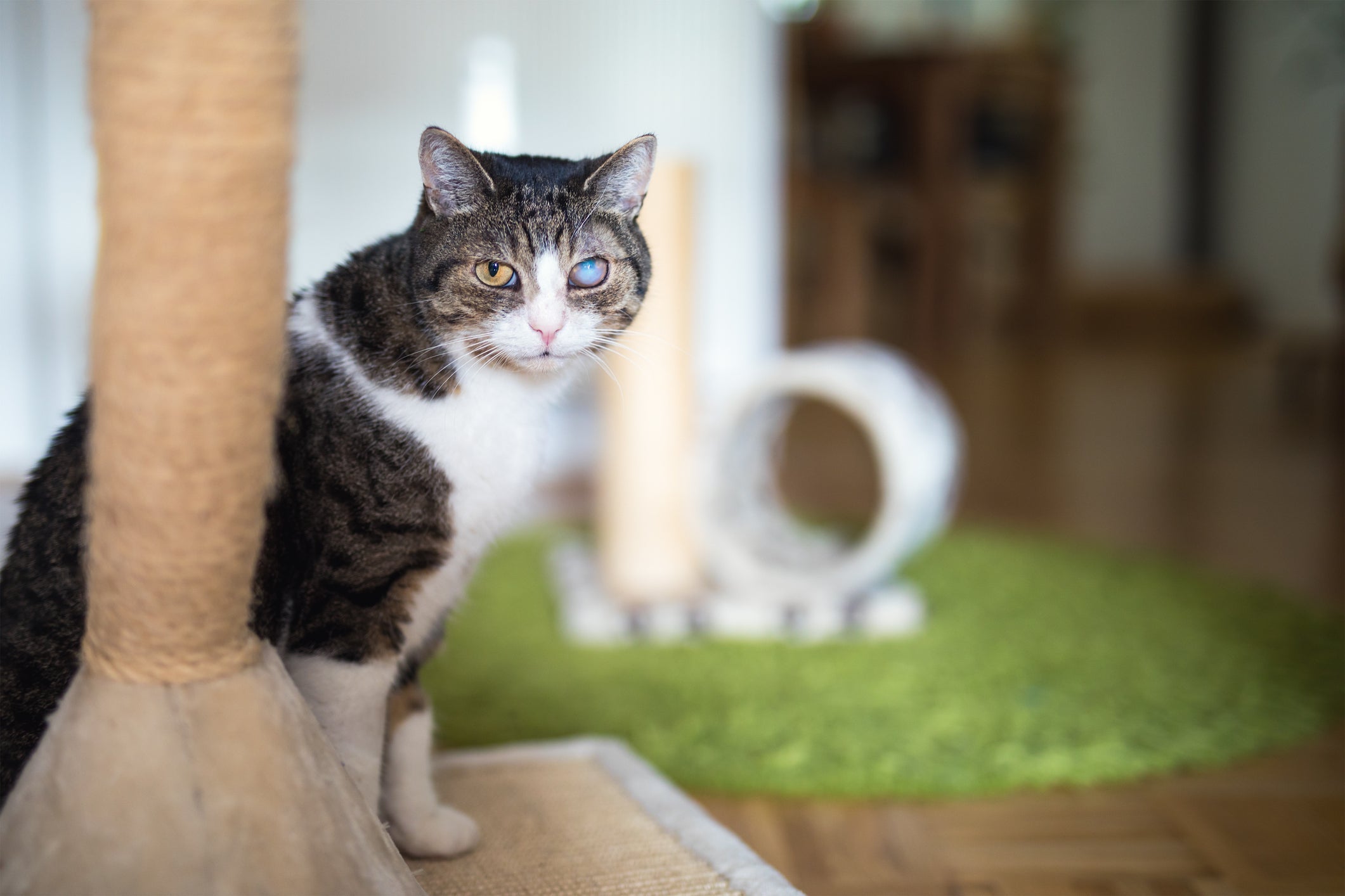 O gato cego ou com pouca visão pode brincar sem preocupação com os arranhadores de chão