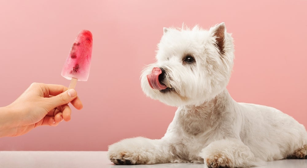 Ideias de enriquecimento ambiental para cães com calor incluem picolés