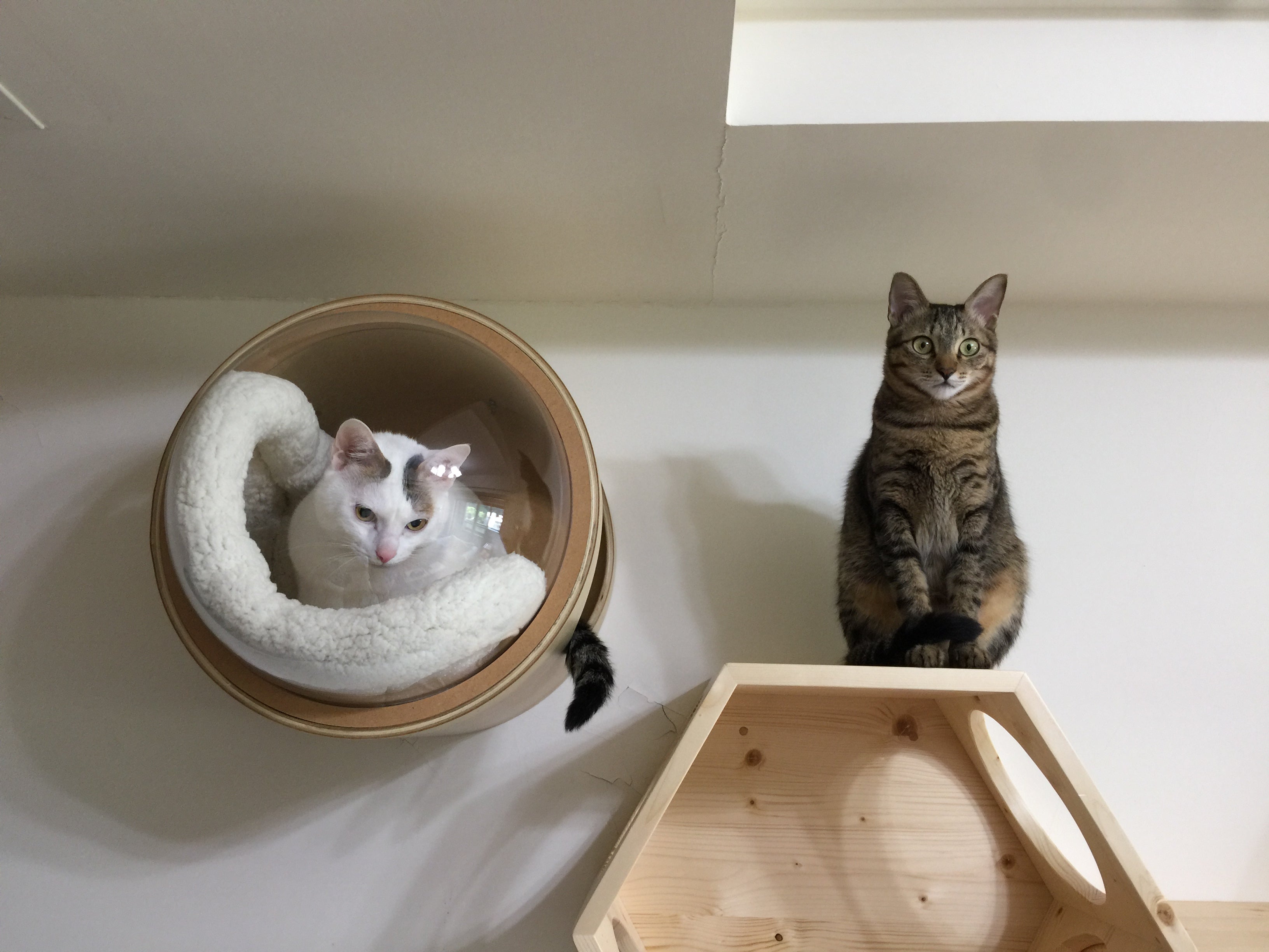 Escolha um cômodo para ser o quarto de gato e coloque nele itens indispensáveis, como prateleiras e nichos
