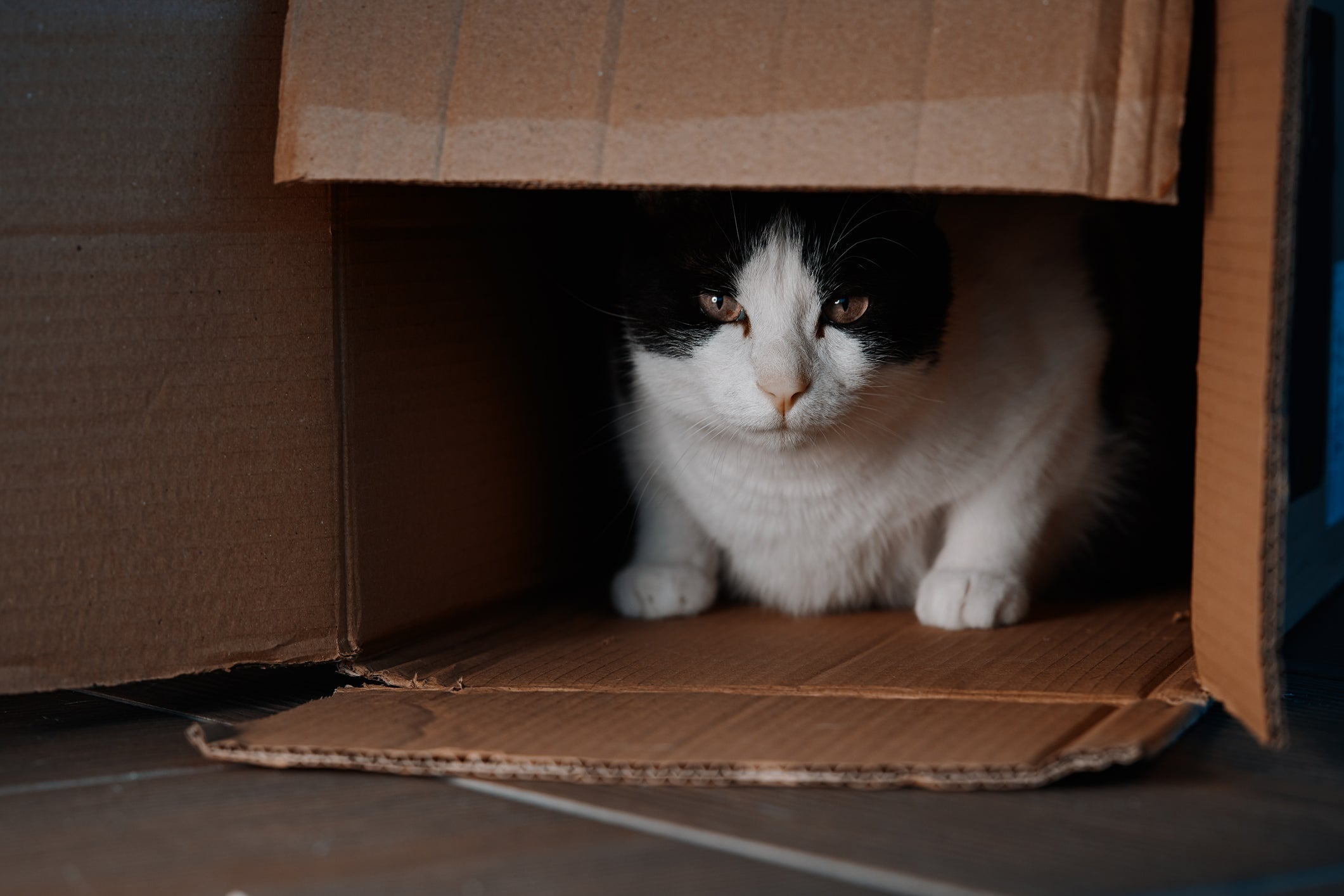 A toca para gatos pode ser feita com diferentes materiais: desde papelão até MDF