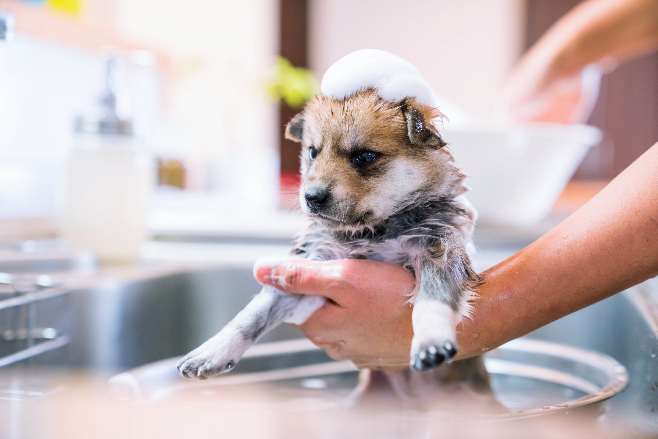 Ensinar cachorro a tomar banho desde cedo vai evitar que ele desenvolva medos desnecessários