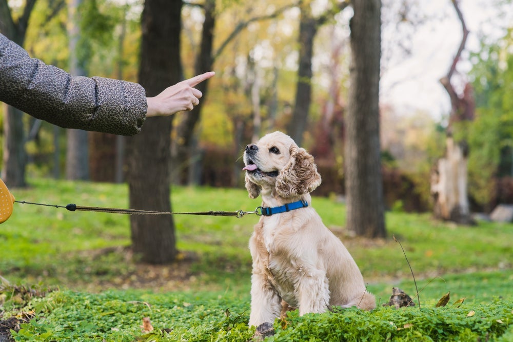 Ensinar o cachorro a sentar e dar a pata vai ser a base para outros treinamentos mais complexos