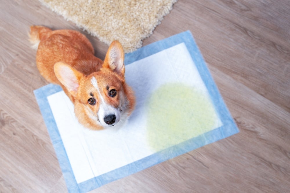 Para saber como ensinar o cachorro a fazer xixi no lugar certo, o primeiro passo é definir onde vai ser o banheiro do animal
