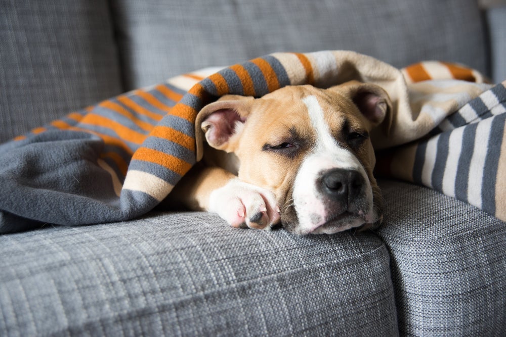 A erliquiose canina tem como principais sintomas anemia, letargia, aumento nos nódulos e anorexia