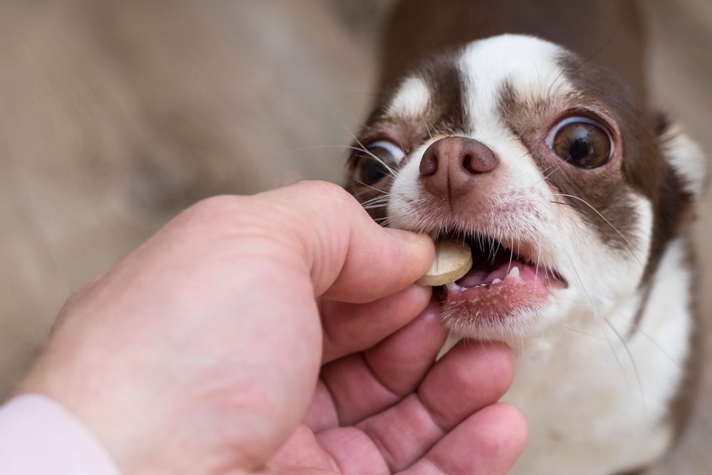 Esquecer de vermifugar o cachorro periodicamente pode expor o pet a doenças graves