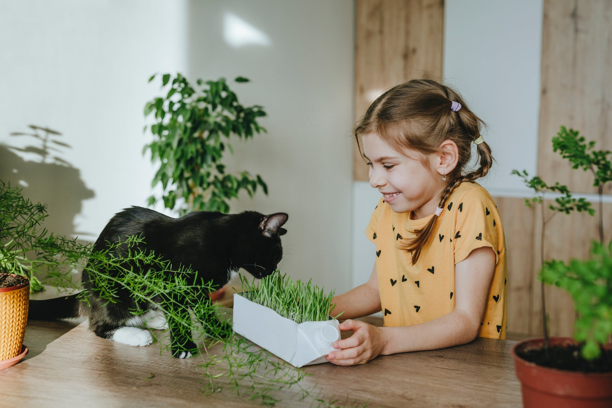 Erva do gato: para que serve? A plantinha nada mais é do que um estimulante para os felinos
