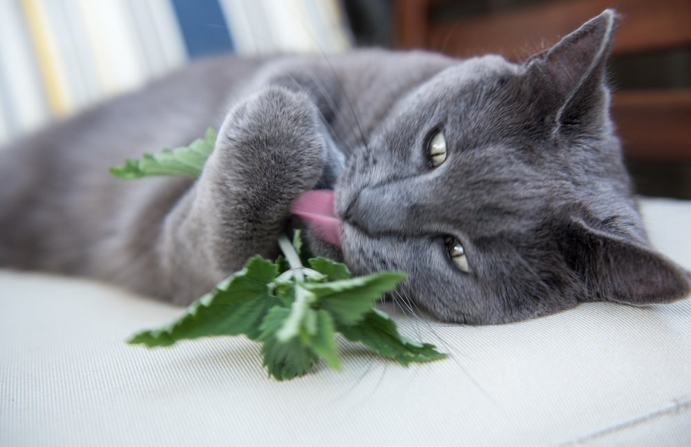 Um dos objetivos da erva do gato é estimular os instintos naturais do pet