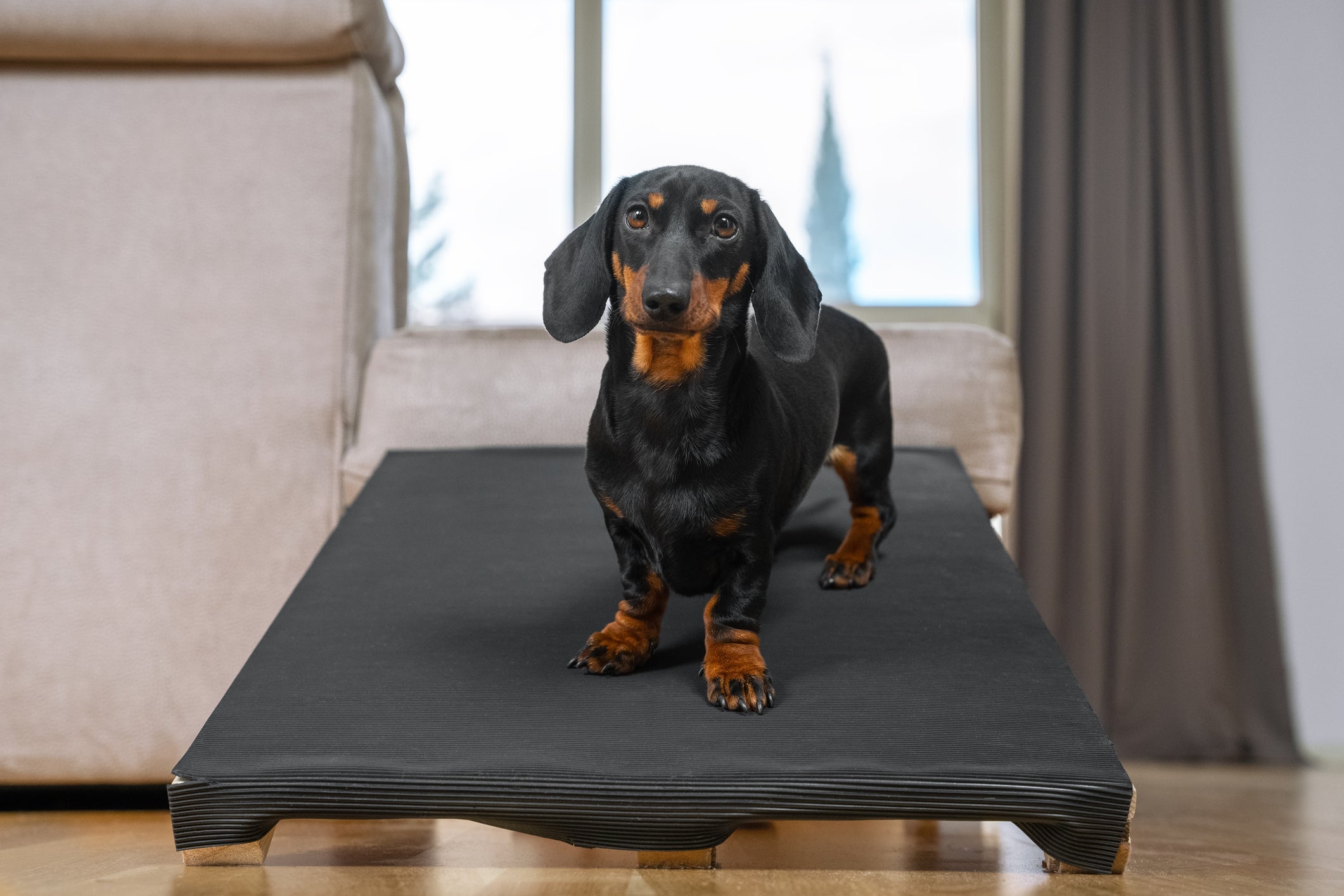 Cachorros pequenos para apartamento: o Dachshund é territorialista, mas pode ser adestrado