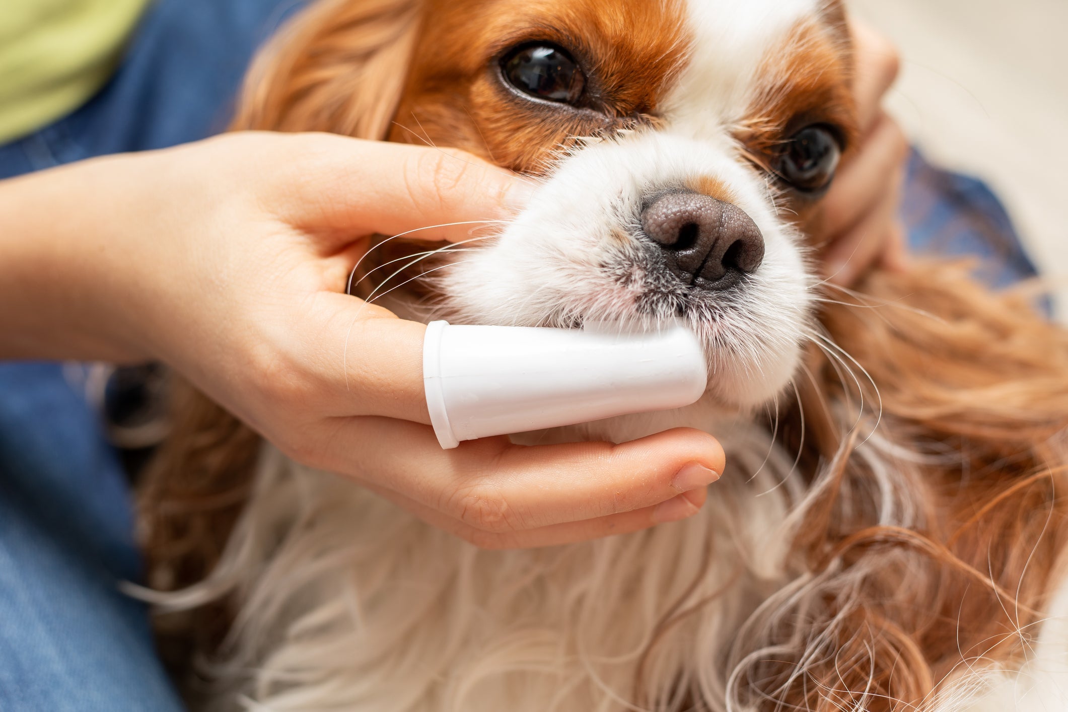 Cão escovando os dentes com uso de dedeira