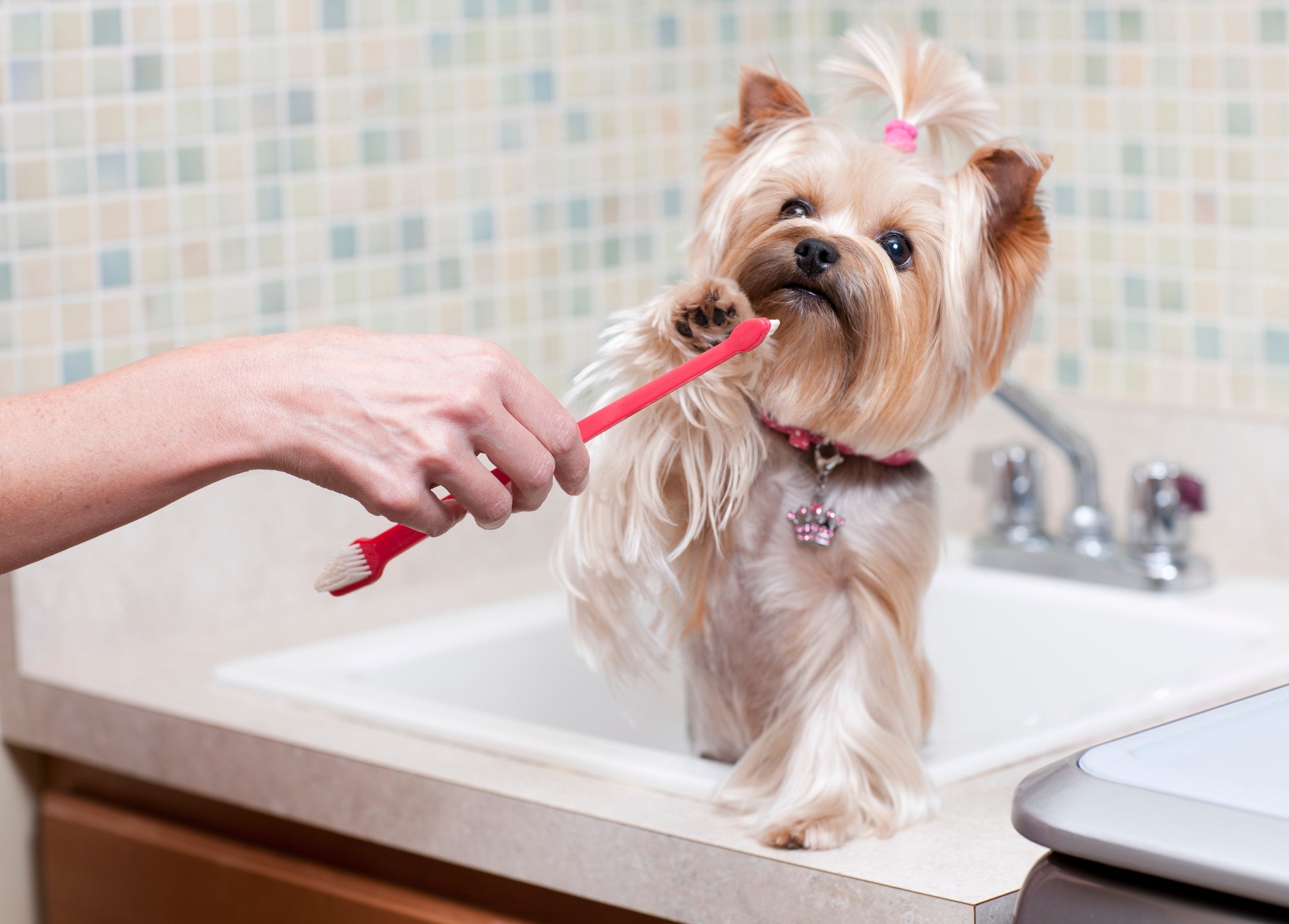 Escova de dente para cachorro com duas cabeças possui funções diferentes