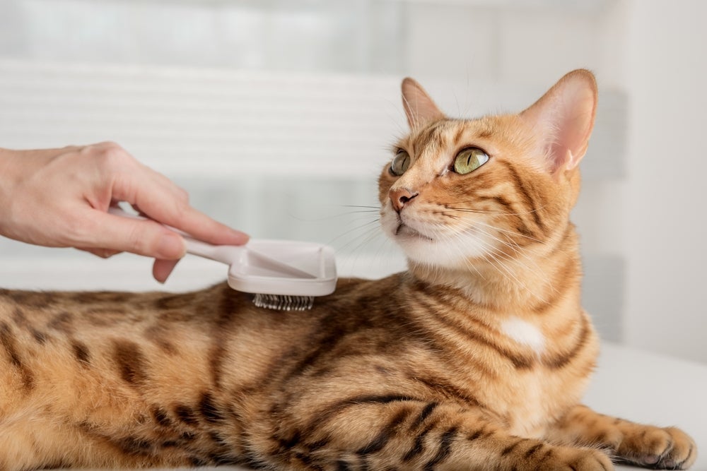 Alguns modelos de escova para pelo de gato funcionam bem em todos os tipos de pelo