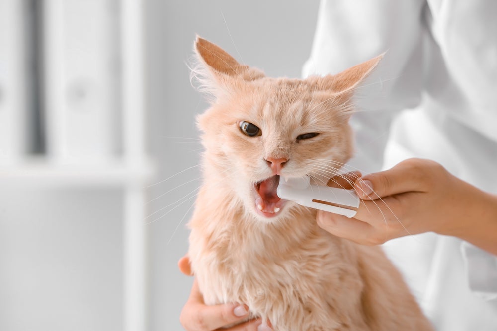Escovar os dentes do gato é importante para evitar o acúmulo de placa bacteriana, que pode causar gengivite nos pets.