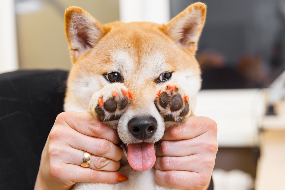 O esmalte para cachorro não tem utilidade alguma para um cão. Pelo contrário: pode ser um grande incômodo!