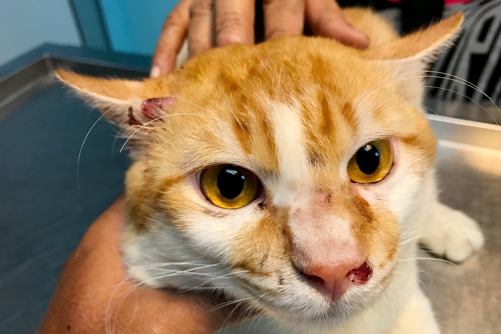 Os sintoma da esporotricose em gatos incluem feridas no corpo, especialmente na região facial