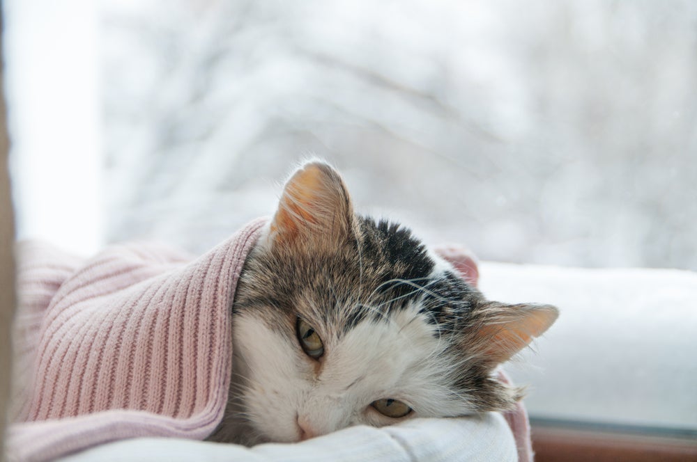 Esporotricose em gatos: pet costuma sofrer com feridas que podem até desfigurar o animal.