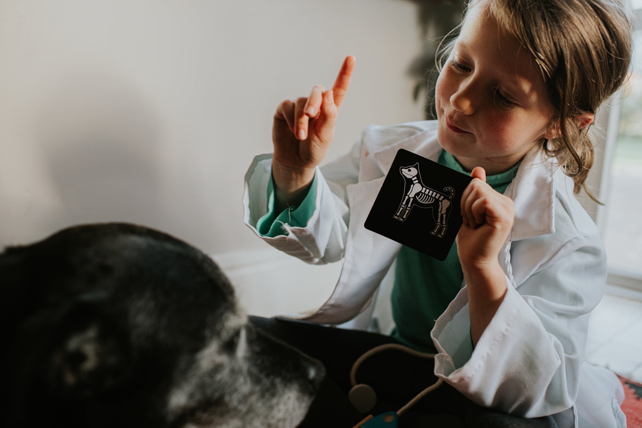 O esqueleto de cachorro é formado por uma série de divisórias para todas as vértebras.