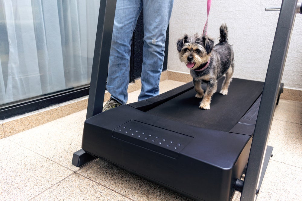 Inclua a esteira de cachorro na rotina do seu pet aos poucos e de forma positiva