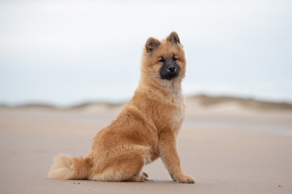 Cachorro que parece um lobo ou urso? O Eurasier é confundido com os dois!