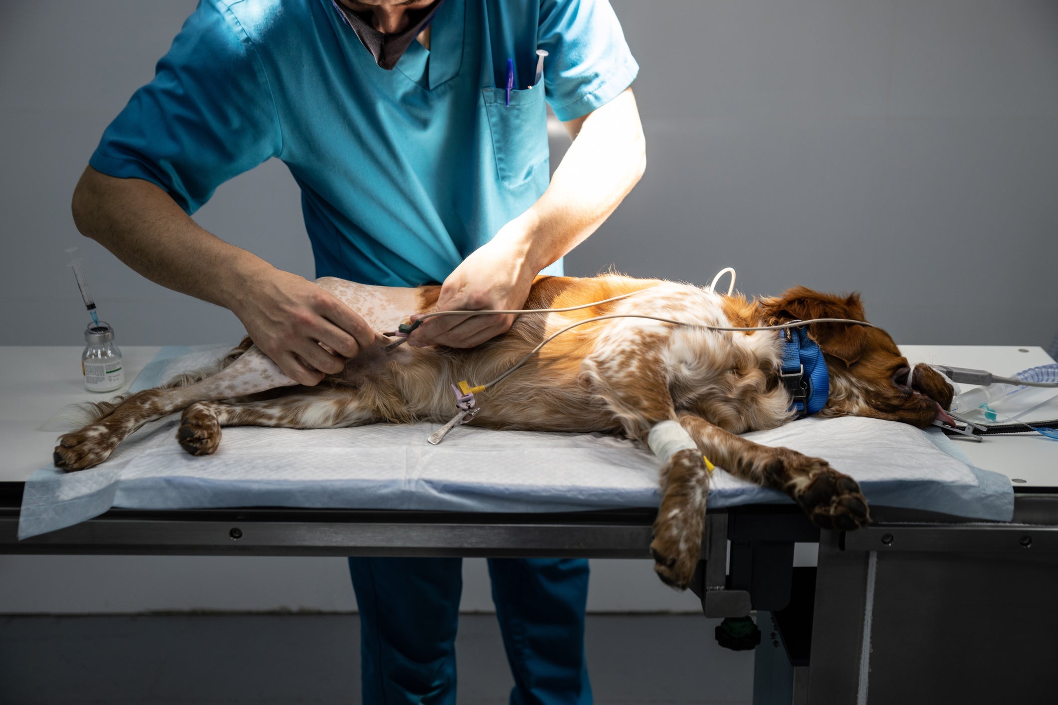 A eutanásia em cães deve ser realizada pelo médico veterinário
