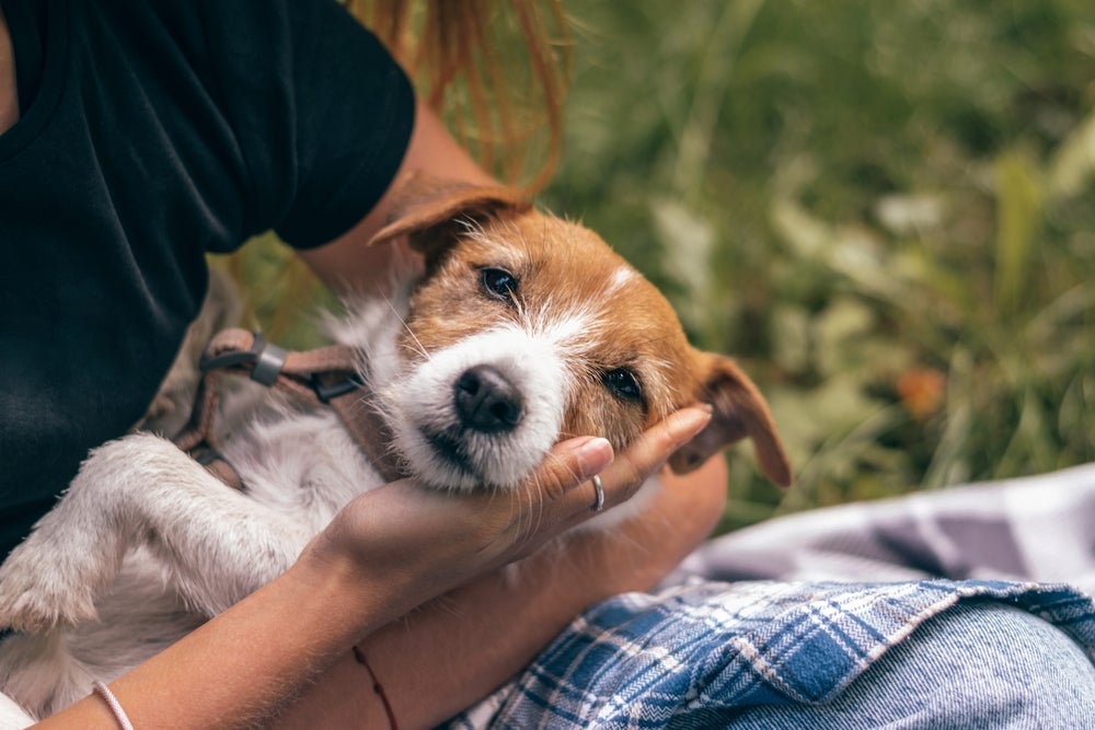 Pesquisa indica que os cachorros estão se adaptando a um novo estilo de vida