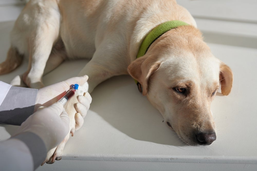 Com o exame de sangue, cachorro tem a saúde geral avaliada