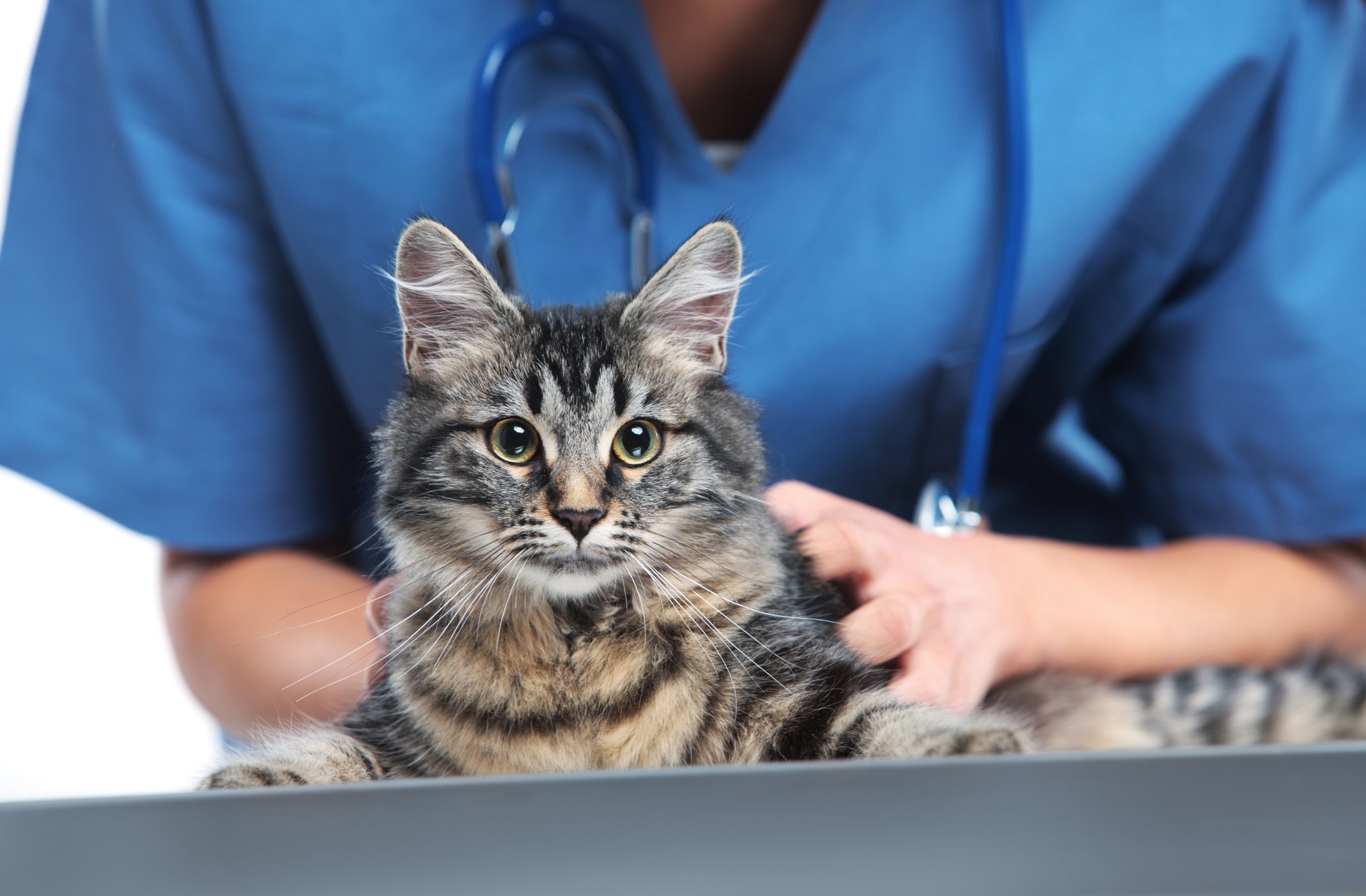 O exame de urina em gatos ajuda a monitorar a saúde do sistema urinário do seu bichano