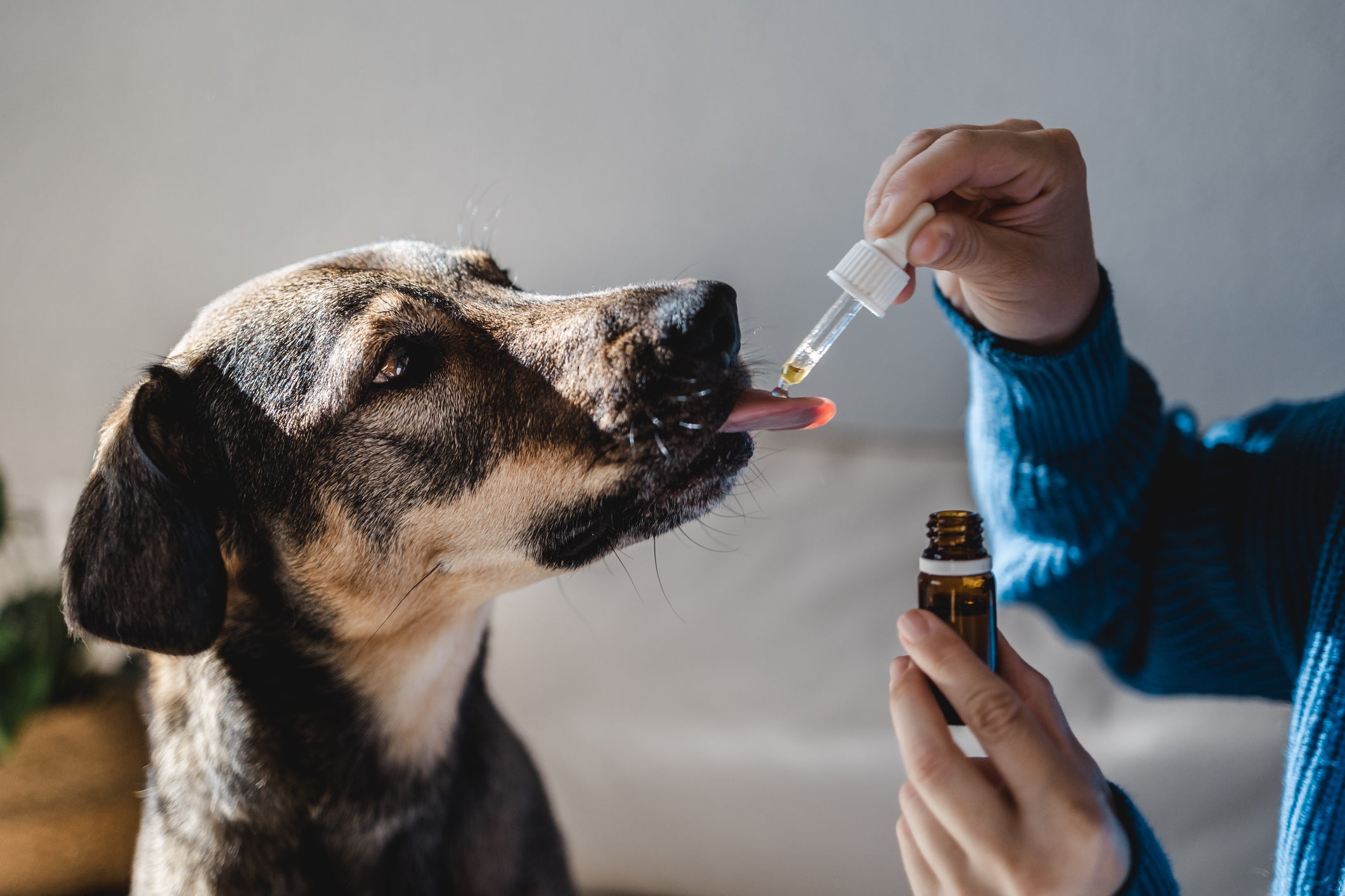 Floral para cachorro: coprofagia pode ser tratada com a terapia