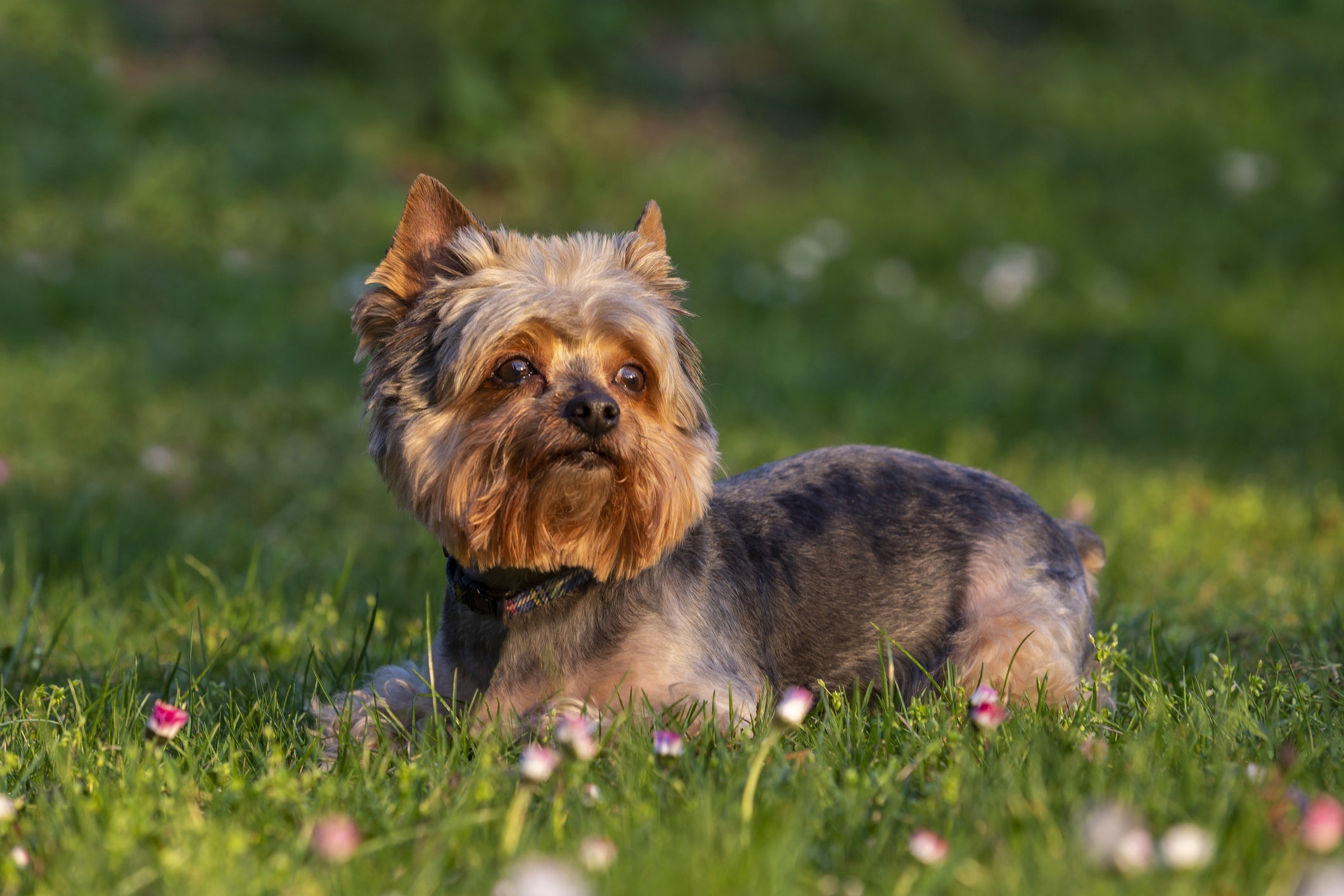 O Yorkshire mini ou micro é tão pequeno que não é capaz de parir filhotes