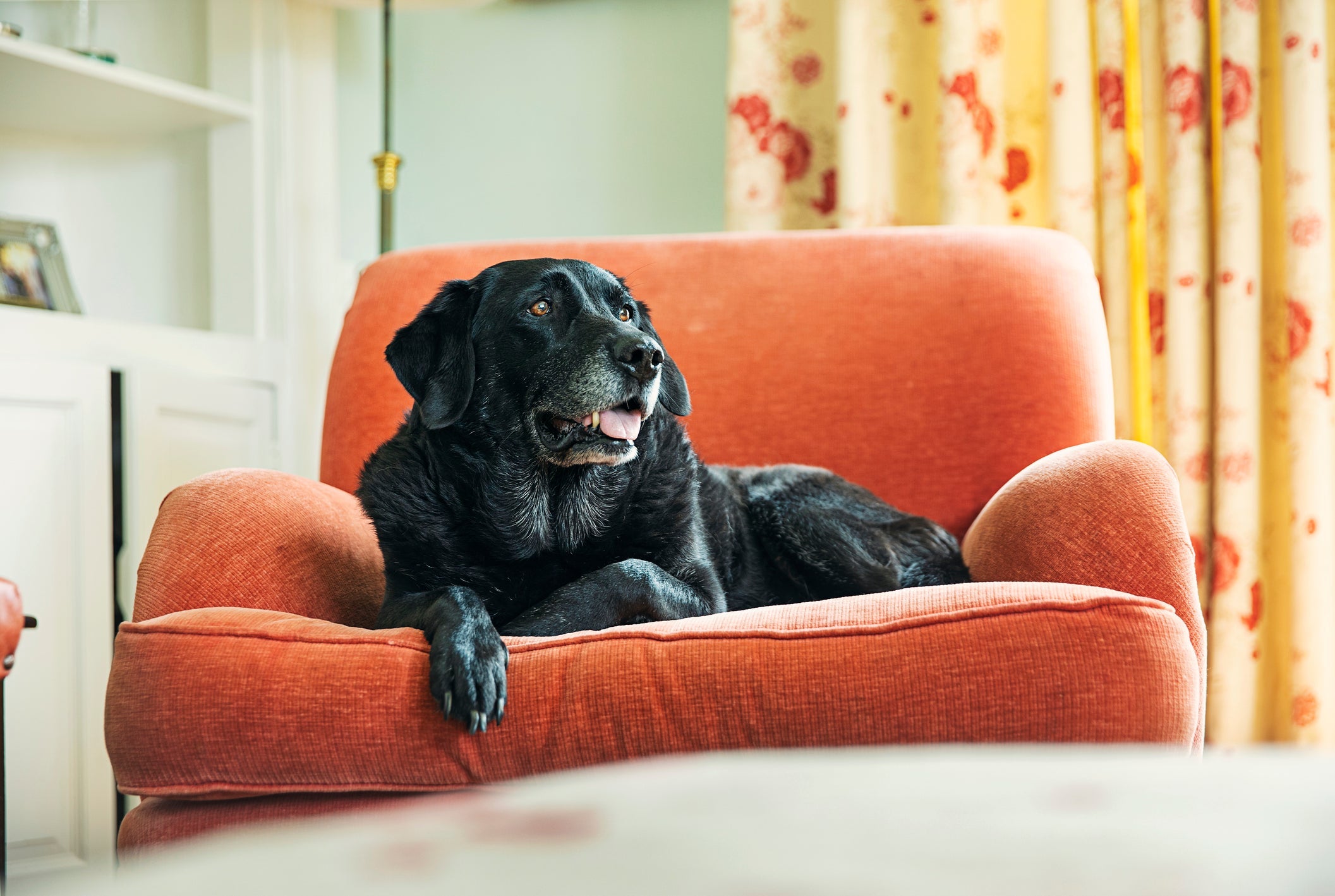 Pequenos ajustes no dia a dia ajudam a aumentar a expectativa de vida do cachorro