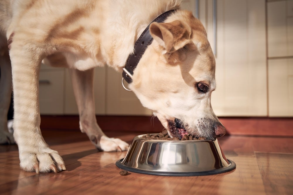 A ração para cachorro deve ser apropriada para as condições do pet