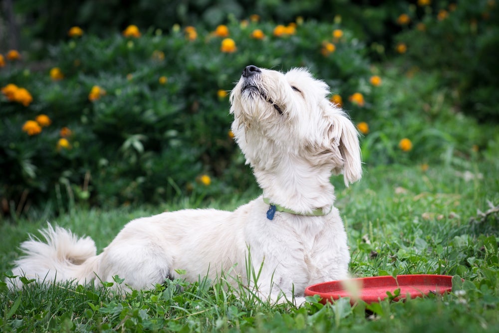 Reconhecer o estresse em pessoas é uma habilidade que pode ser bem útil em cães terapeutas