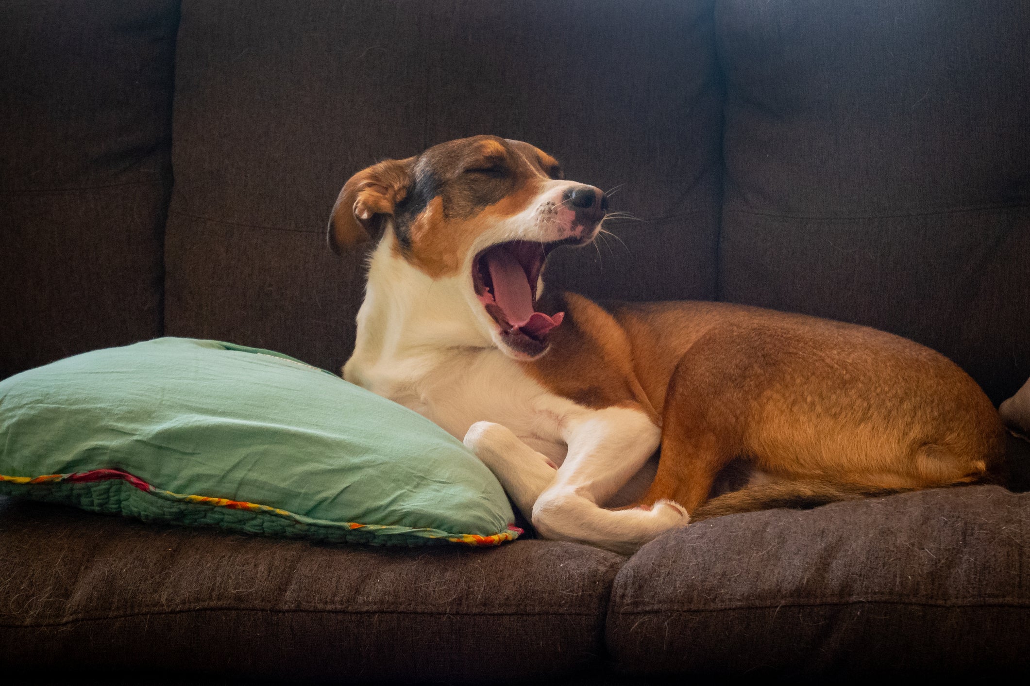 Conforme envelhece, o cachorro fica mais tranquilo e equilibrado, demandando ajustes no nível de atividades
