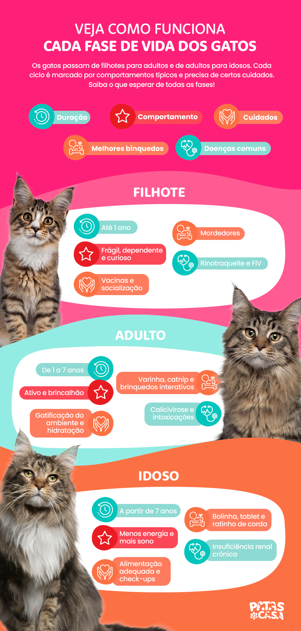 O ciclo de vida do gato demanda cuidados específicos em cada fase