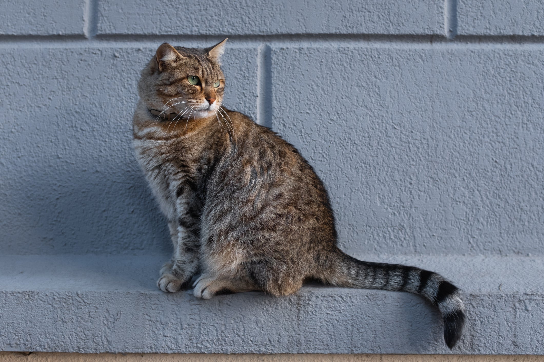 No ciclo de vida dos gatos, a fase adulta também precisa de atenção