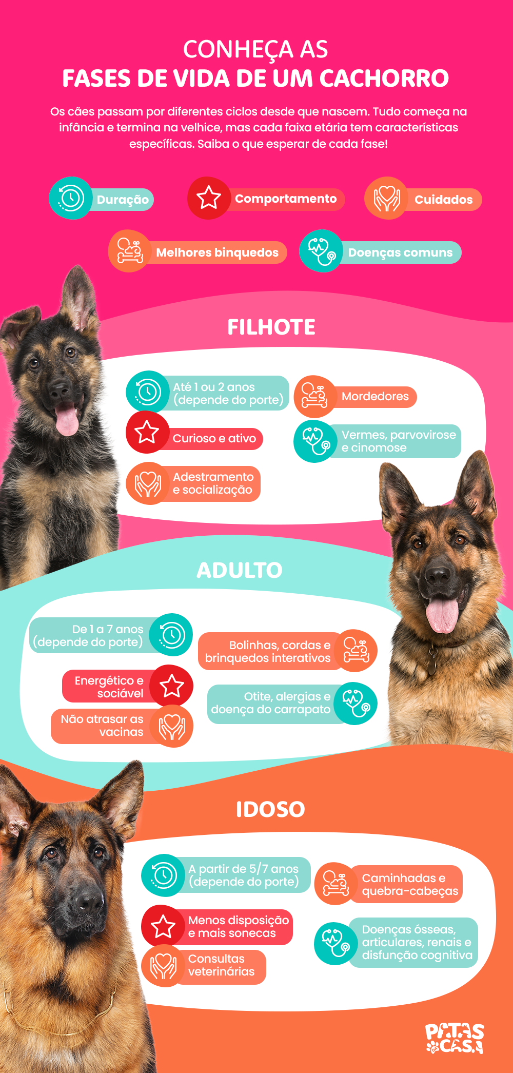 O ciclo de vida do cachorro é repleto de comportamentos e cuidados especí­ficos