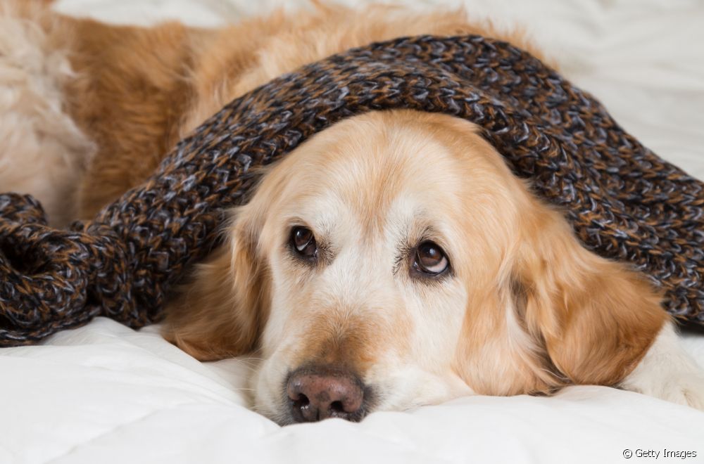 O cachorro com febre fica mais apático e desanimado