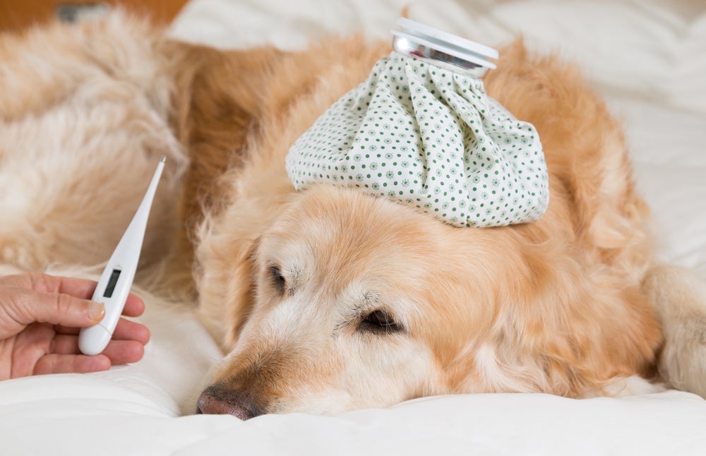 Cachorro com febre: é possível aferir a temperatura do animal com um termômetro digital