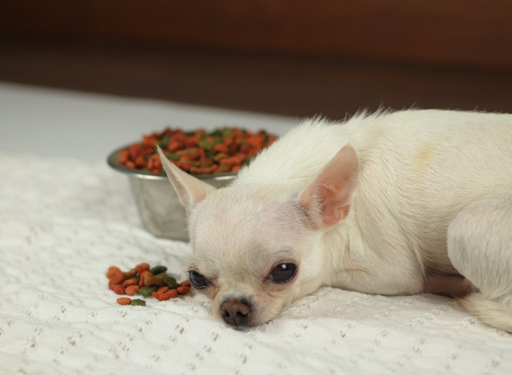 A febre em cachorro costuma deixar o animal apático e sem apetite
