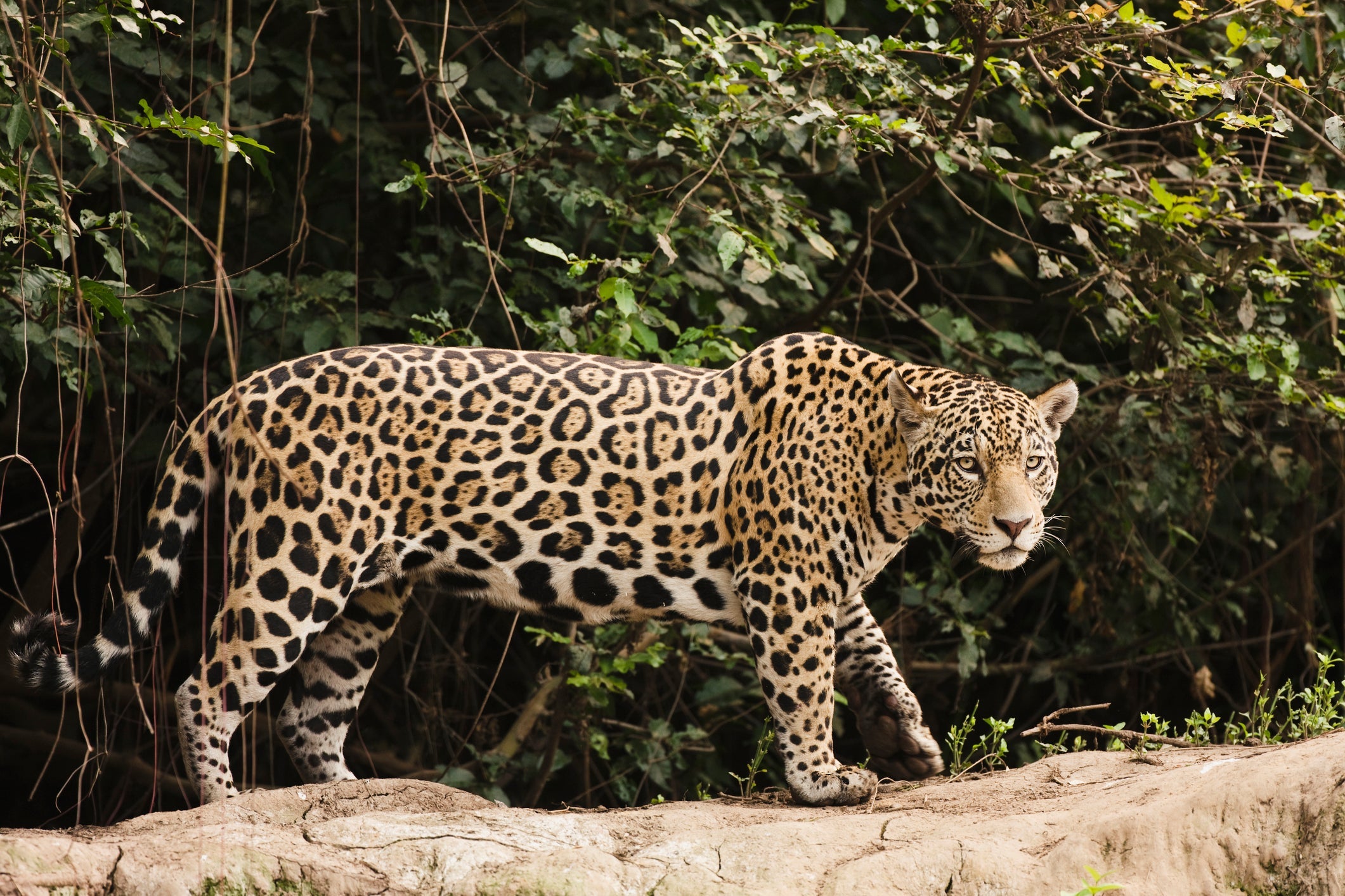 A onça-pintada é o felino com a mordida mais forte do mundo