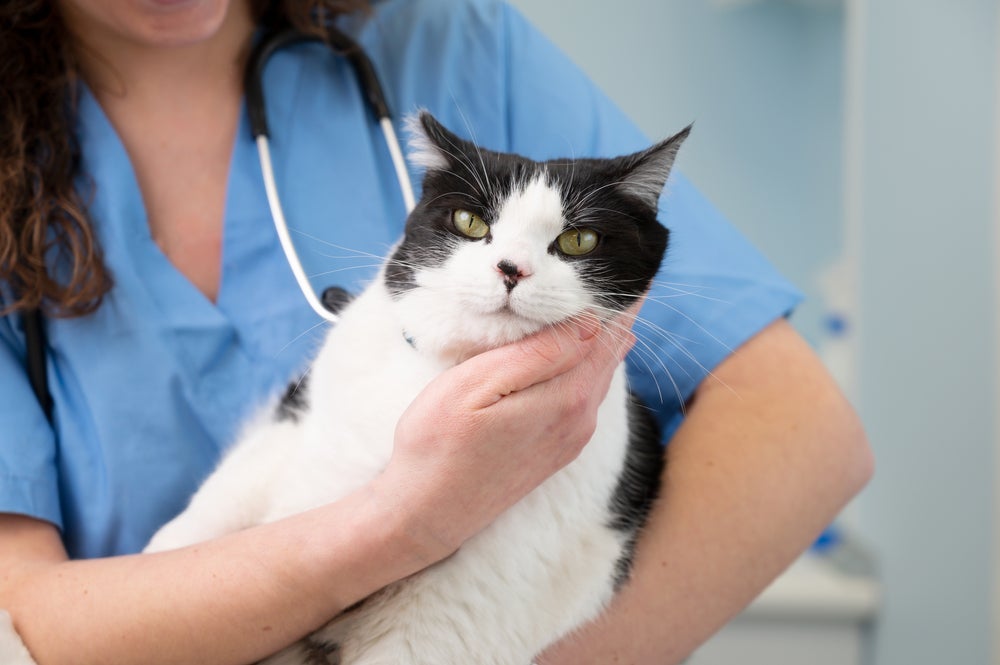 A leucemia em gatos deve ser acompanhada de perto por um veterinário