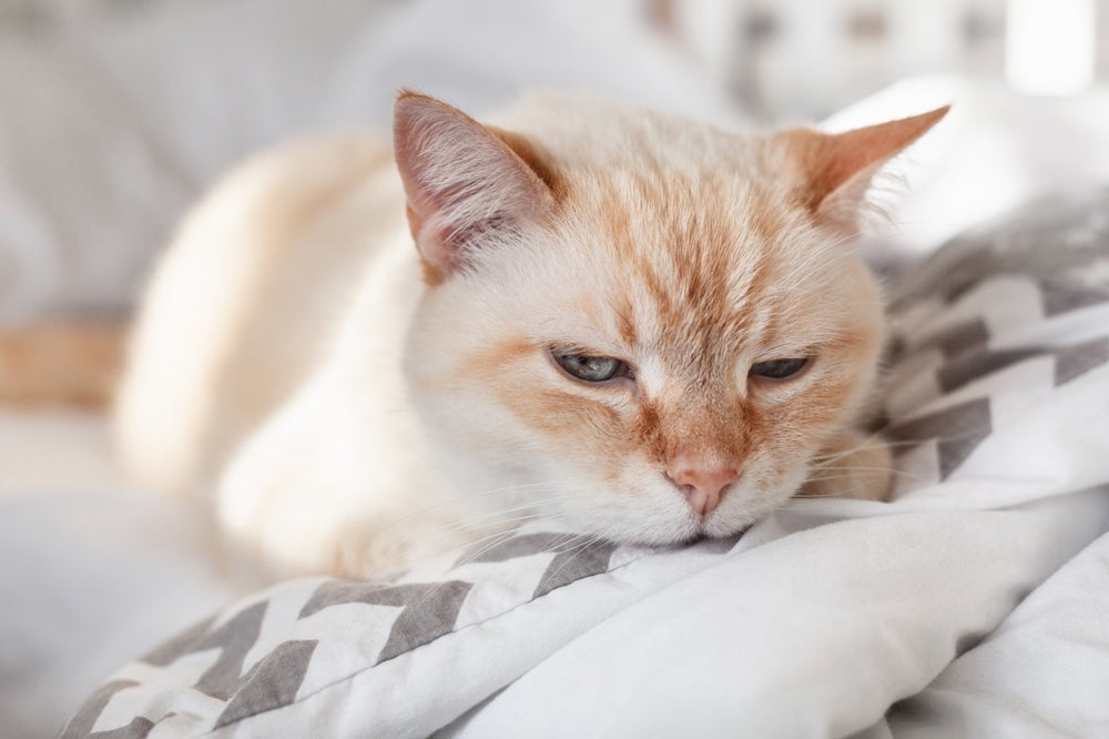 Com a FeLV, gato pode ficar bastante debilitado