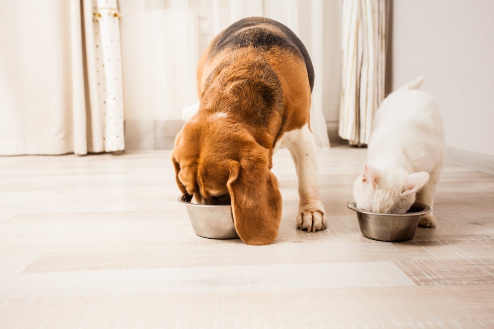 A fenda palatina em cães e gatos impede que o animal se alimente corretamente